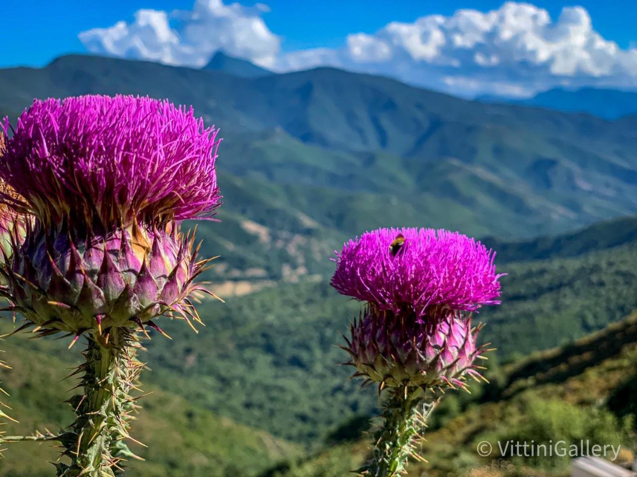 Nuits Magiques Au Village Entre Mer Et Montagnes Bigorno 外观 照片